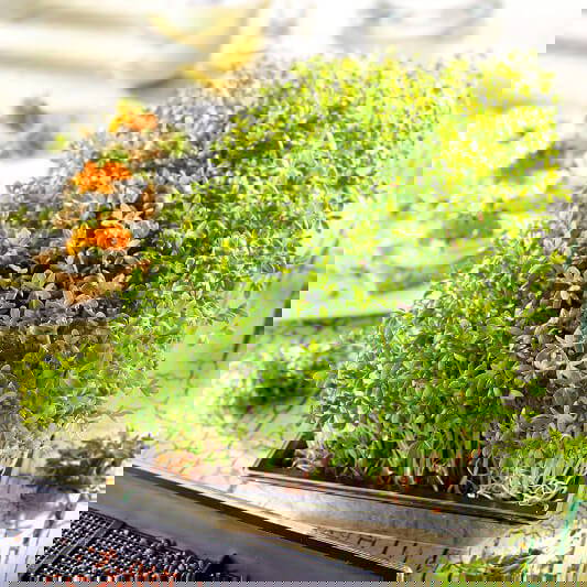 Grüne Kresse in schwarzer Anzuchtschale vor einem Tellerrand mit belegten Broten und Zitronenscheiben.