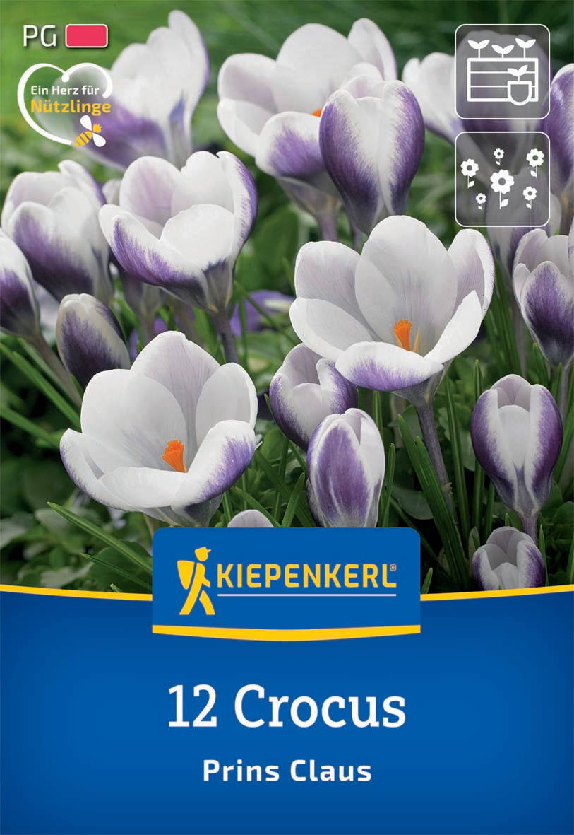 Weiße und lilafarbene Crocus-Blumen mit orangefarbenen Staubblättern auf grünem Hintergrund.