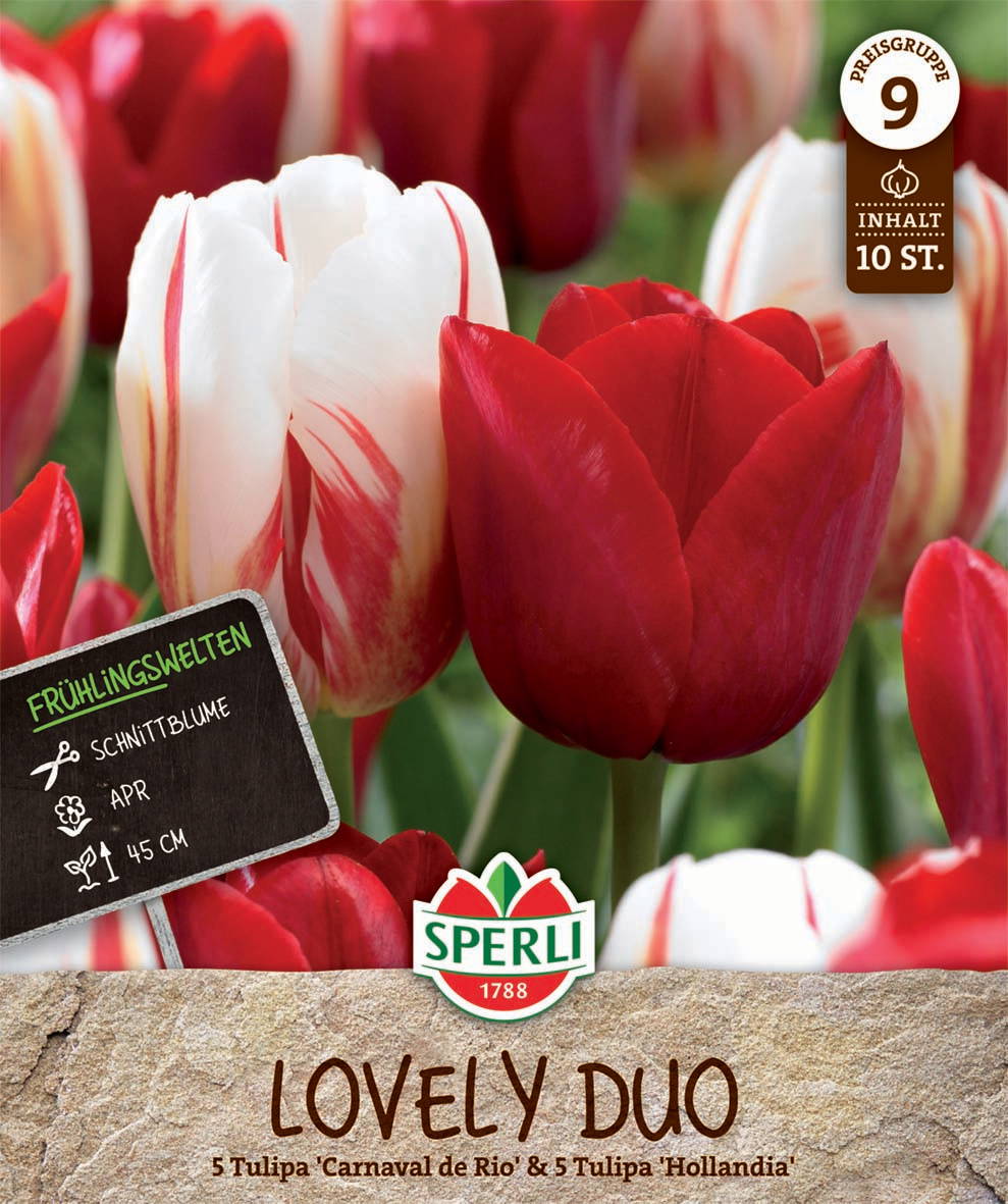 Tulpen in Rot und Weiß, ca. 45 cm hoch, im Frühling, 10 Stück, im Beet.