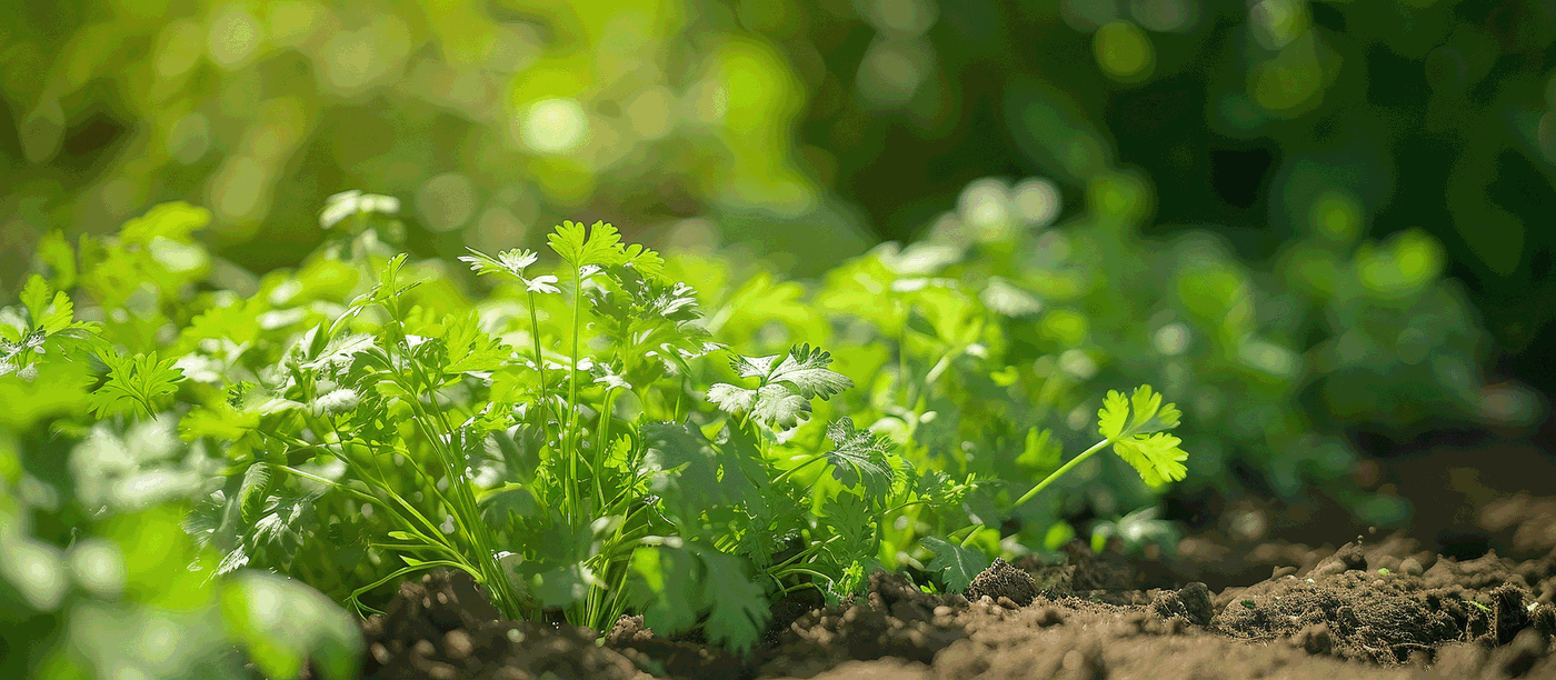 Grüner Kräuterboden mit Petersilienpflanzen im Sonnenlicht