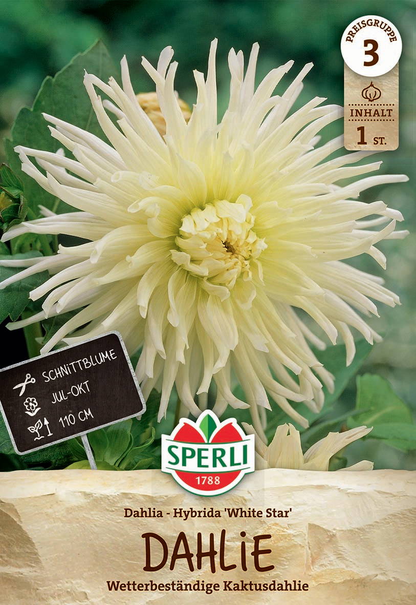 Weiße, lange, spitz zulaufende Blütenblätter einer Dahlie mit grünen Blättern im Hintergrund.