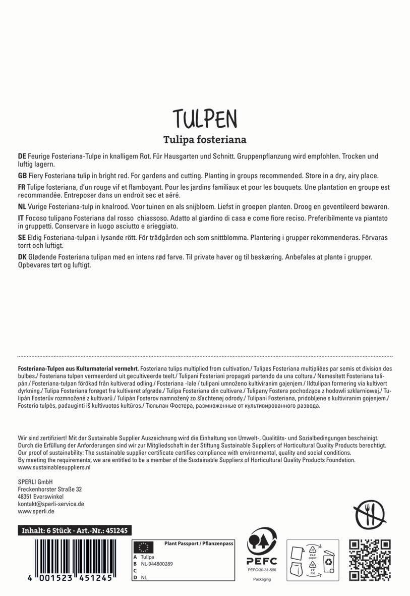 Tulpen in knallrot, für Garten und Schnitt, empfohlen in Gruppen, trocken und luftig lagern.
