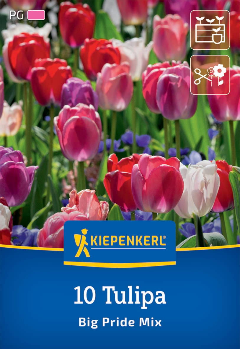 Darwin-Hybrid-Tulpen Big Pride Mix