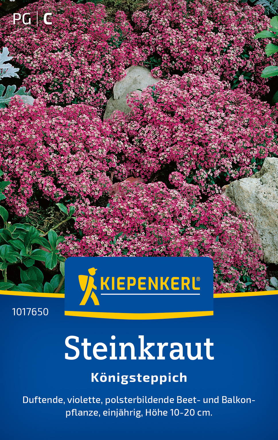 Bodenbedeckende Staude mit pinken Blüten und großen Steinen im Garten.