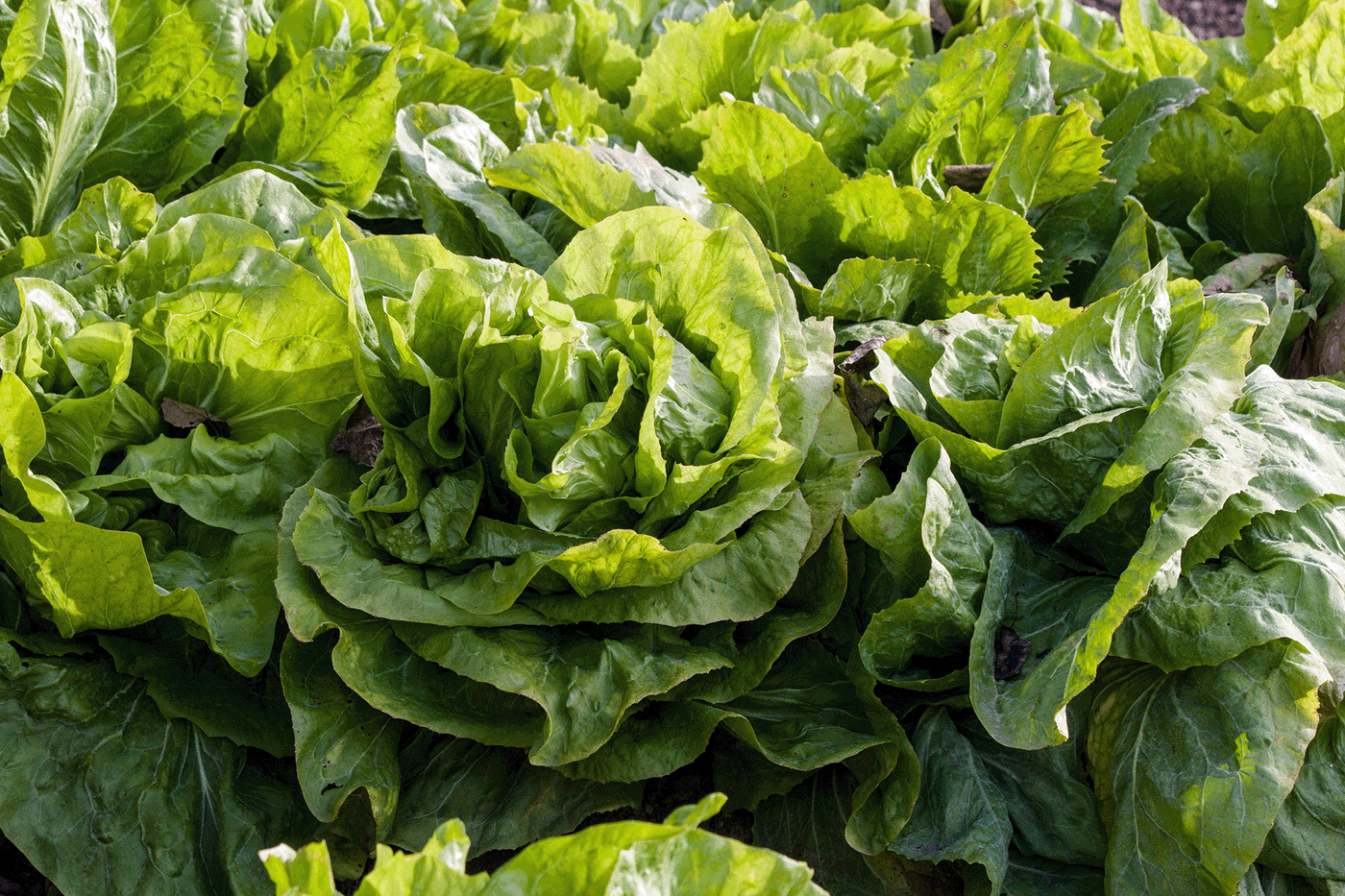 Kopfsalat auf einem Beet, grün und frisch, wächst im Freien.