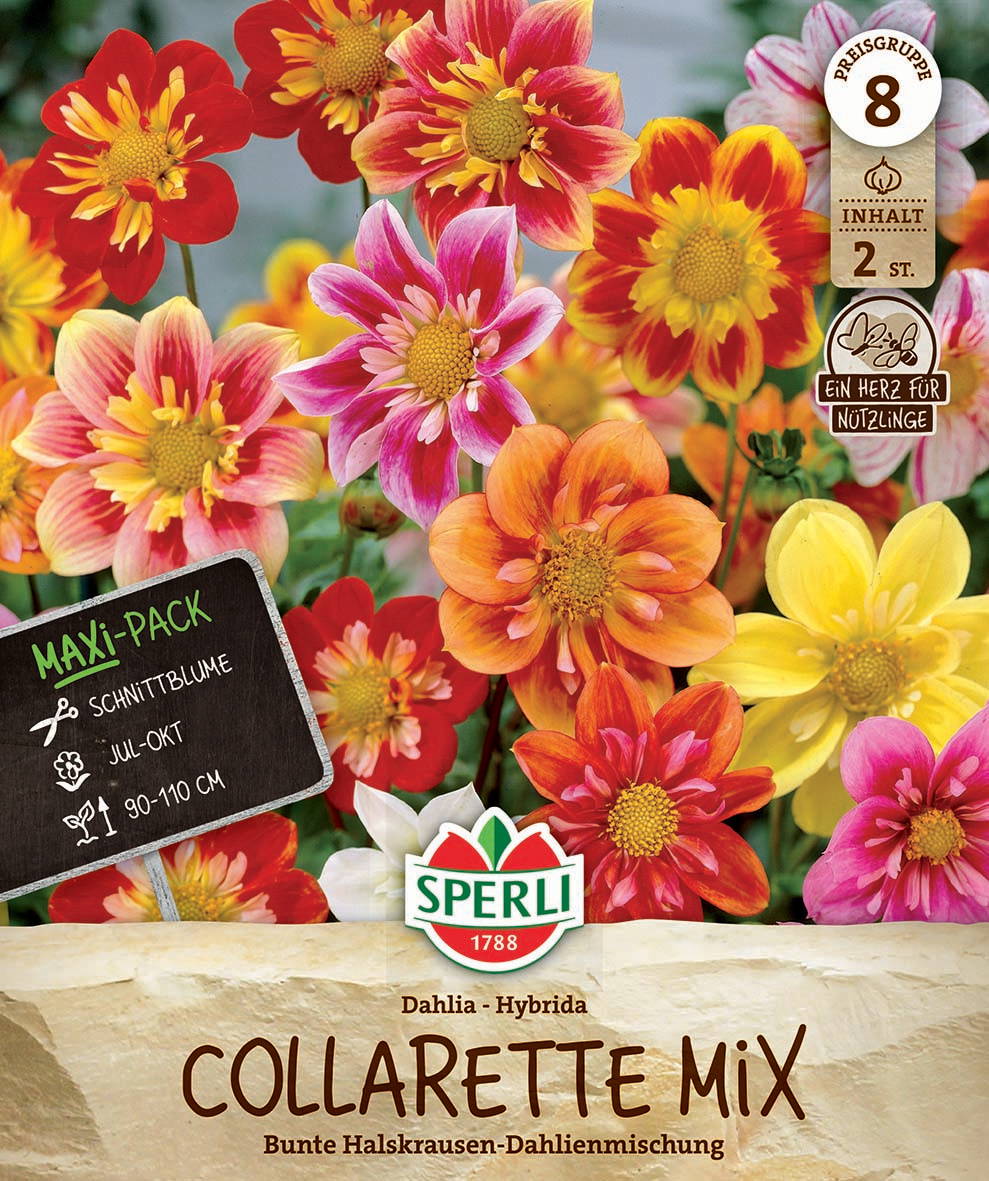 Bunte Dahlien in verschiedenen Farben auf der Verpackung einer Blumensamenmischung.