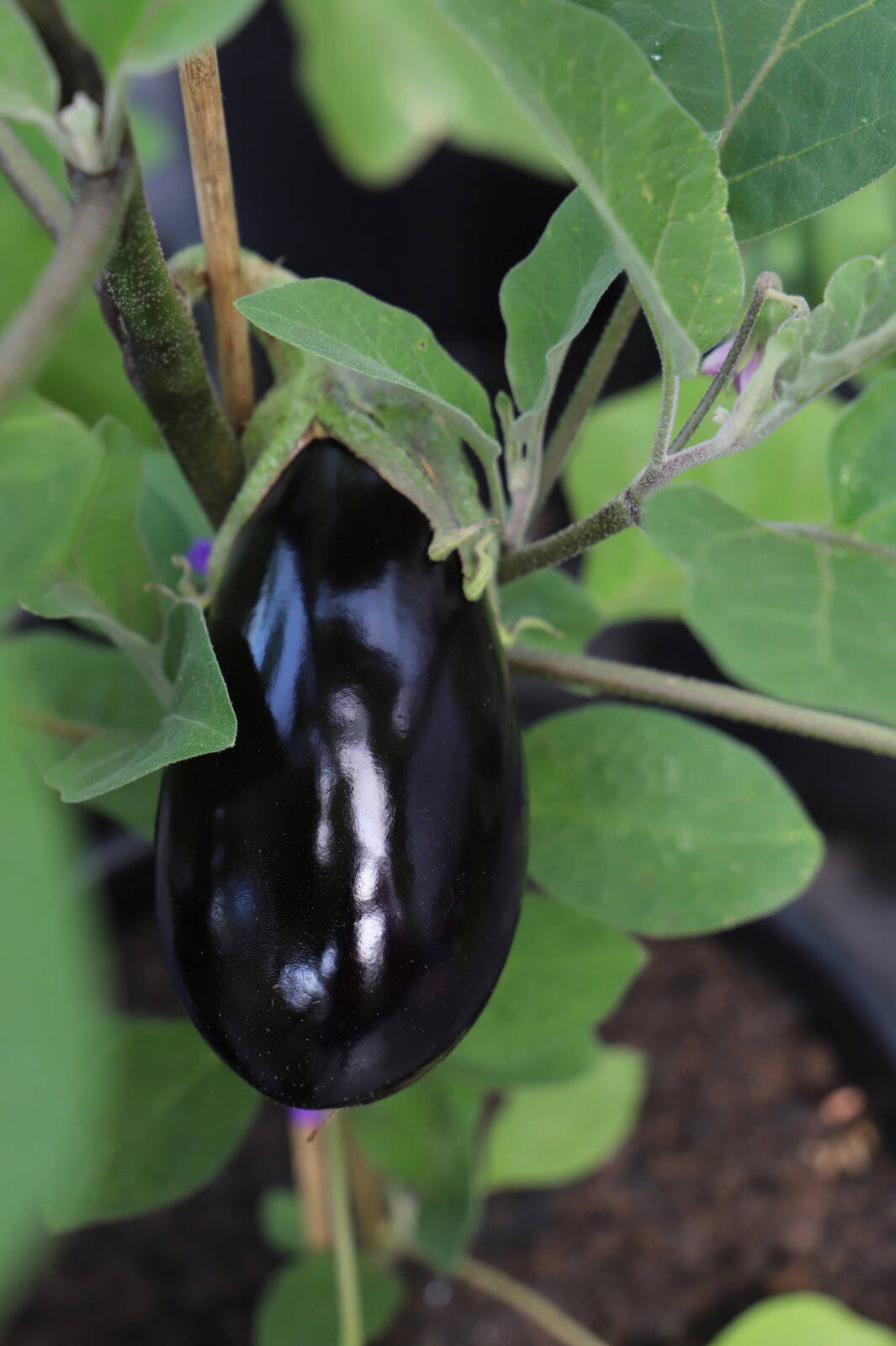 Reife, schwarze Aubergone an einer Pflanze mit grünen Blättern.