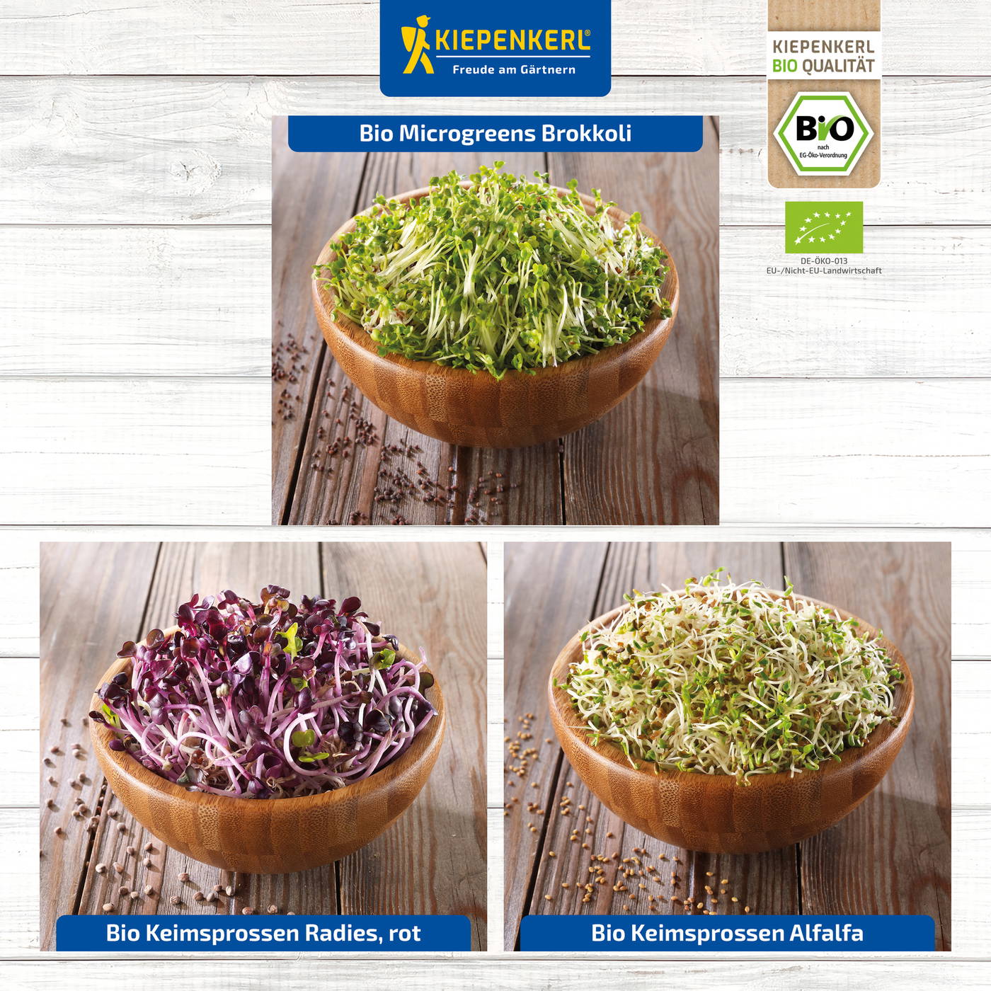 Verschiedene Bio Microgreens Brokkoli Radieschen Rot Alfalfa auf Holztisch in Schüsseln