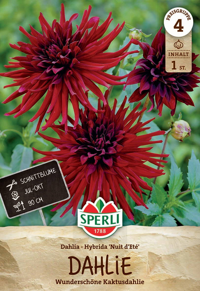 Dahlia 'Nuit d'été' Hybrid, große rote und dunkelrote Blüten, grüne Blätter im Hintergrund.