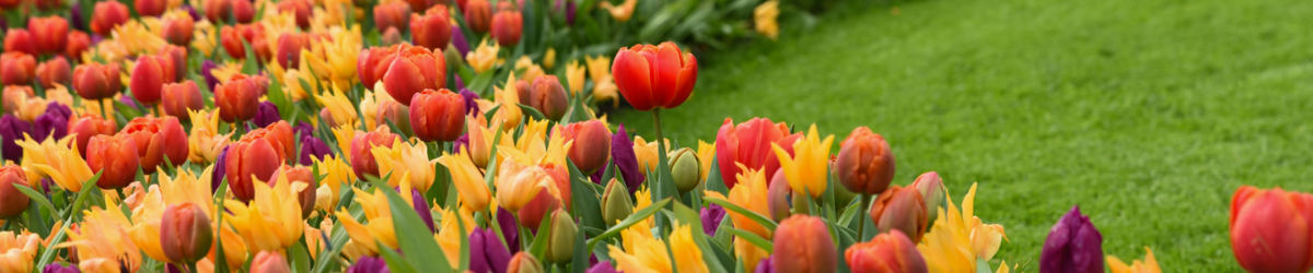 Bunte Tulpen in Lila, Rot, Gelb und Orange neben einer Wiese mit grünem Rasen