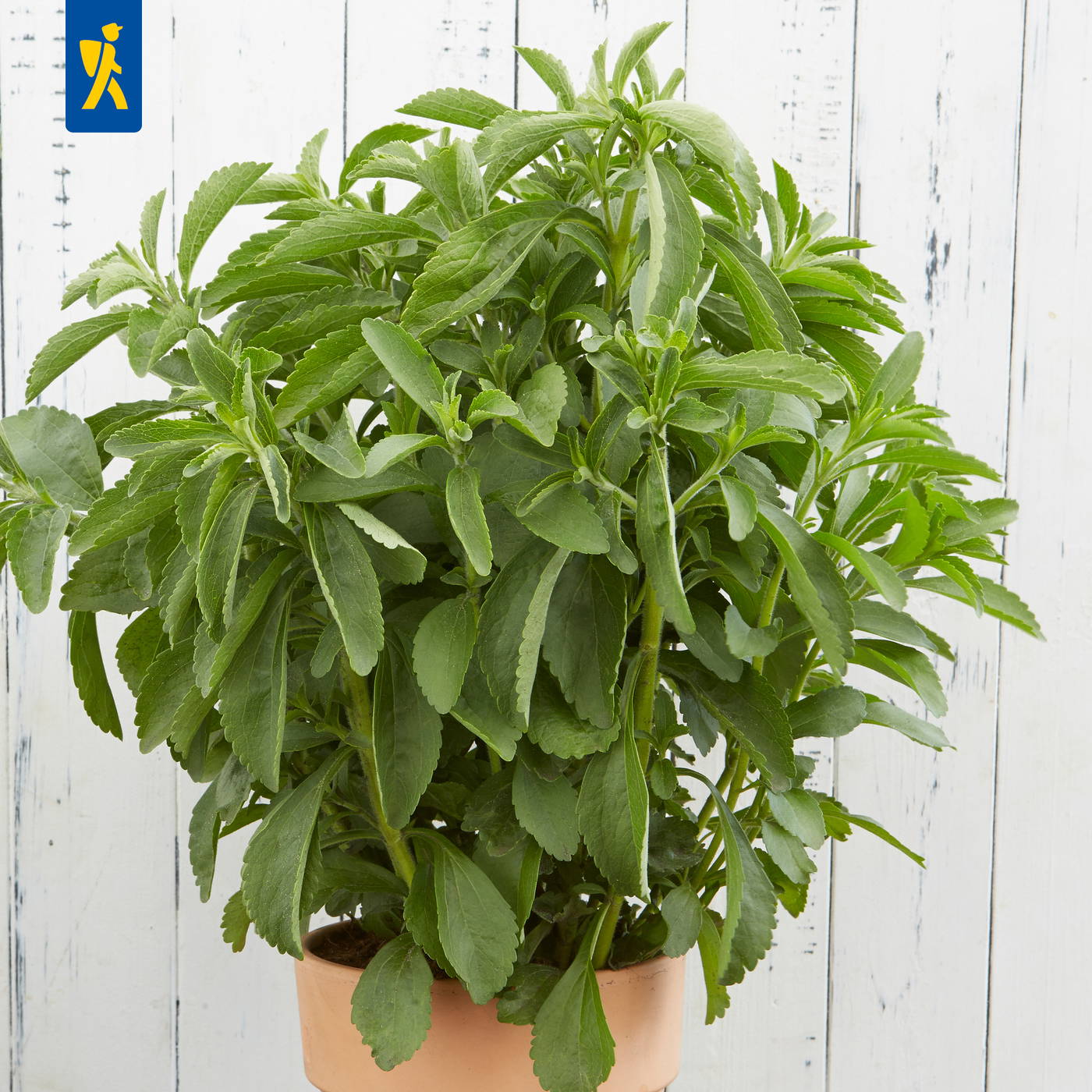 Grüne Staude in einer Terrakotta-Schale vor weißer Holzpaneel-Hintergrund.