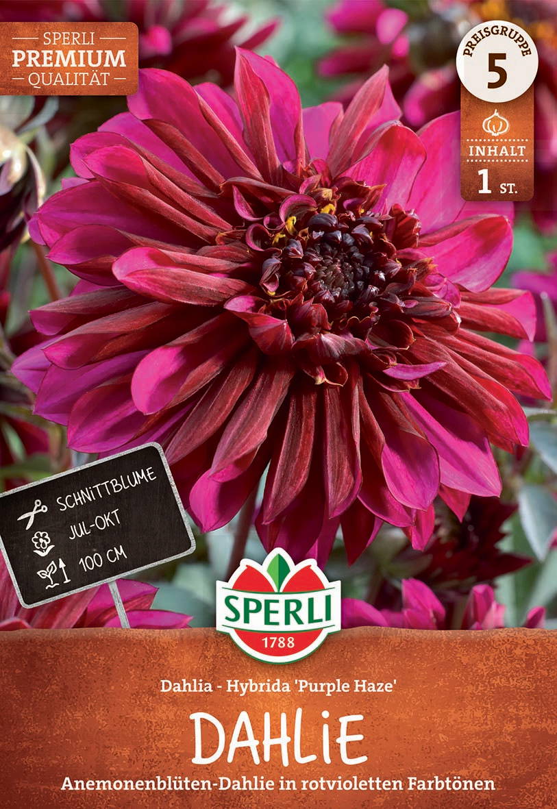 Dahlie mit großen rot-violetten Blüten und schwarzem Zentrum auf Pflanzen mit grünen Blättern.