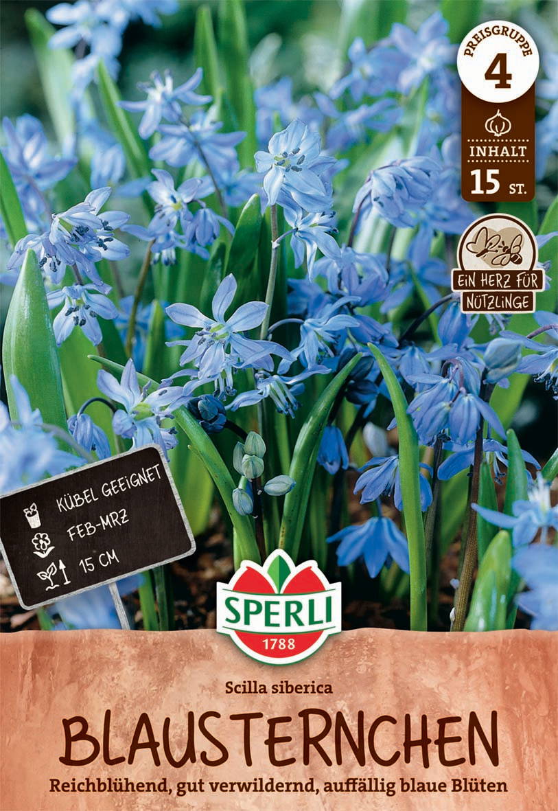 Sibirischer Blaustern