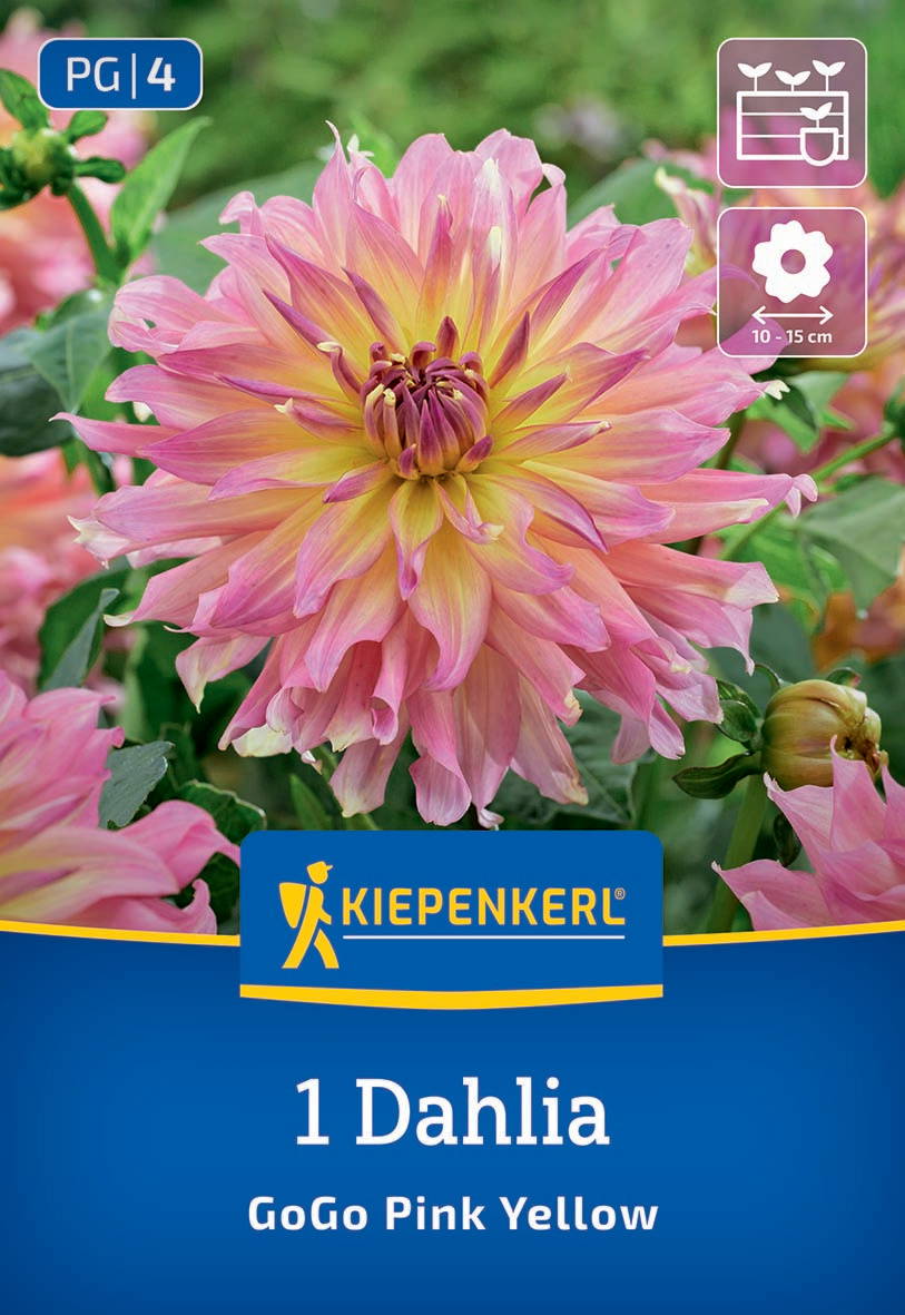 Große pinkgelbe Dahlie mit vielen spitzen Blütenblättern und grünen Blättern im Hintergrund.