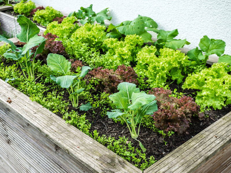 Gemüse im Holzbeet mit Salat, Kohl und Kräutern, grüne und rote Blätter, gesund und frisch.