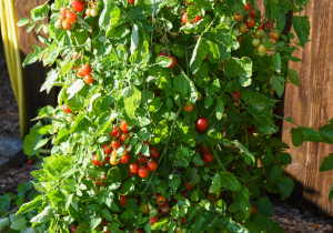 Tomatenpflanze mit grünen und roten reifen Tomaten vor einem Holzzaun.