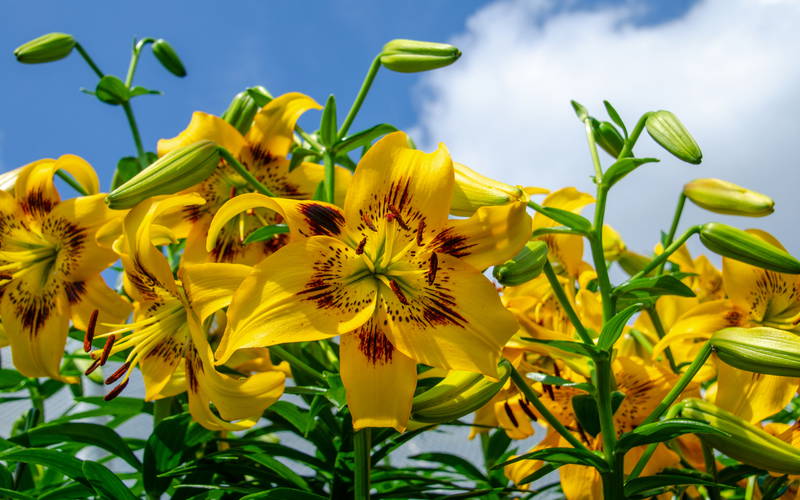 Gelbe Lilien mit grünen Knospen vor blauem Himmel