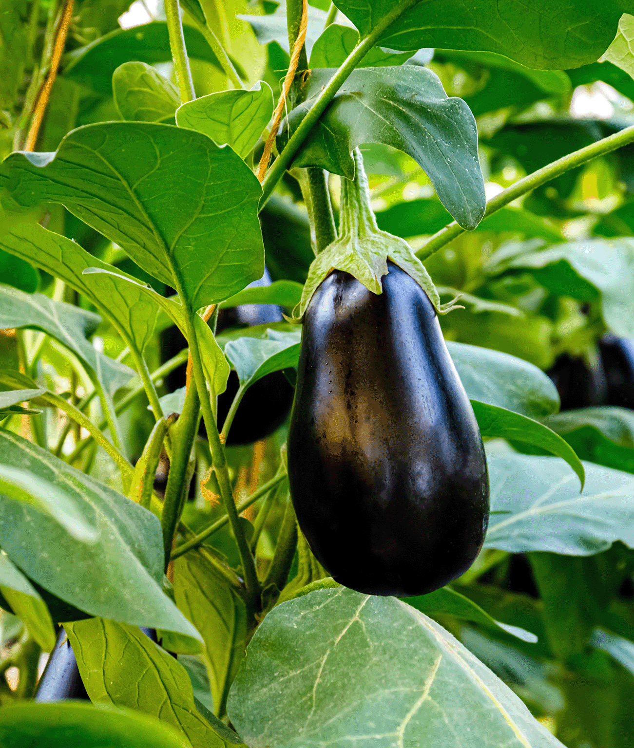 Reife schwarze Aubergine hängend an einer Pflanze, umgeben von grünen Blättern.