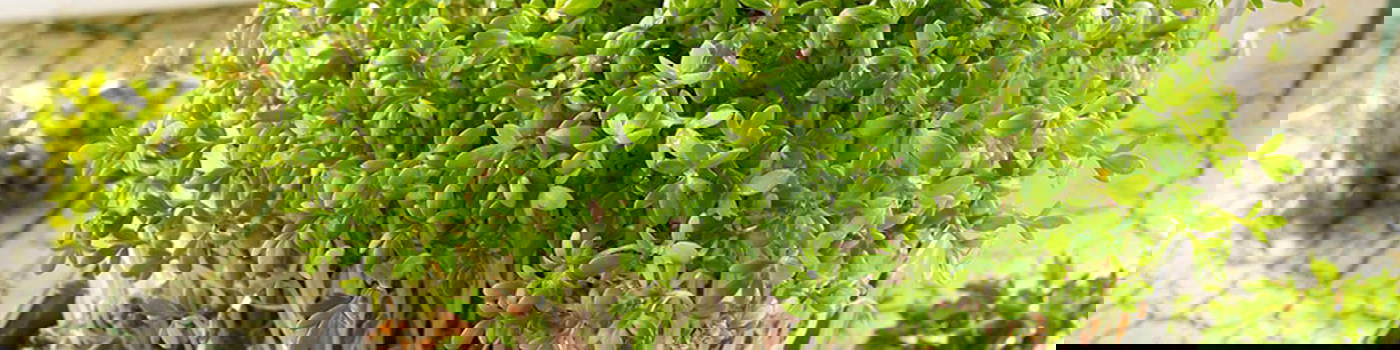 Grüne Kresse auf hellgemusterter Tischdecke in schwarzer rechteckiger Schale