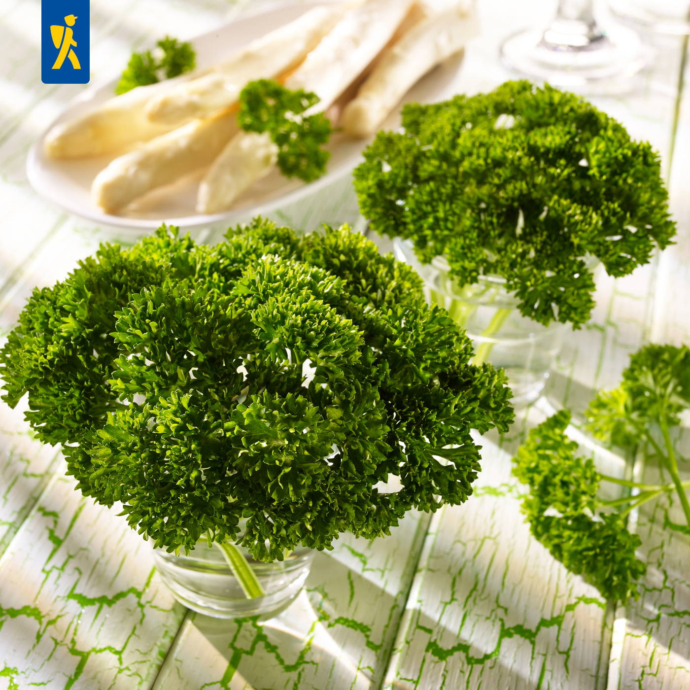 Vier grüner Petersilien in Gläsern auf weißem Holz mit grüner Maserung, im Hintergrund Spargel auf weißem Teller.