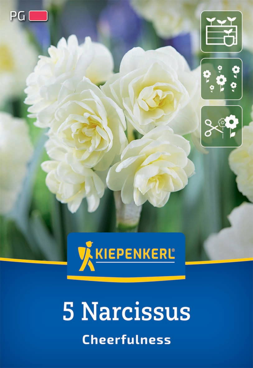 Weiße Narzissblumen in voller Blüte mit grünen Blättern im Hintergrund.