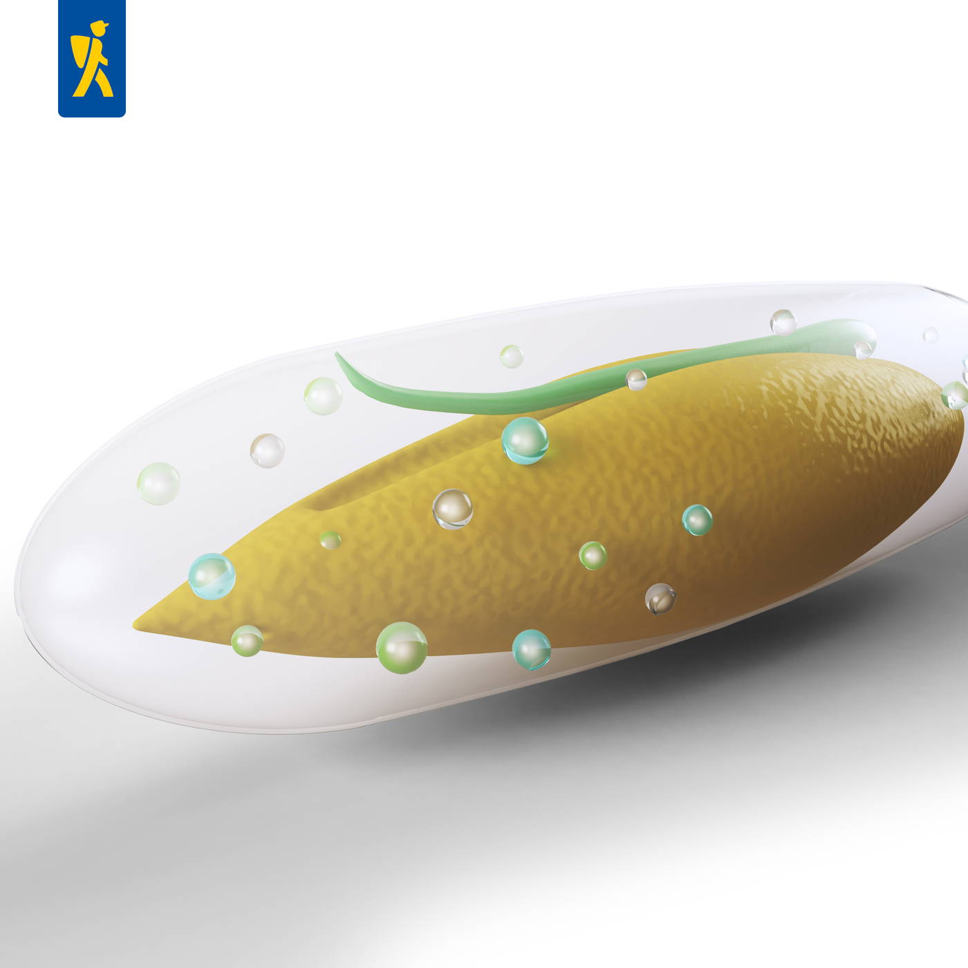 Mikroskopische Ansicht einer Bakterienzelle mit Flagellum, pili und Schleimkapsel.