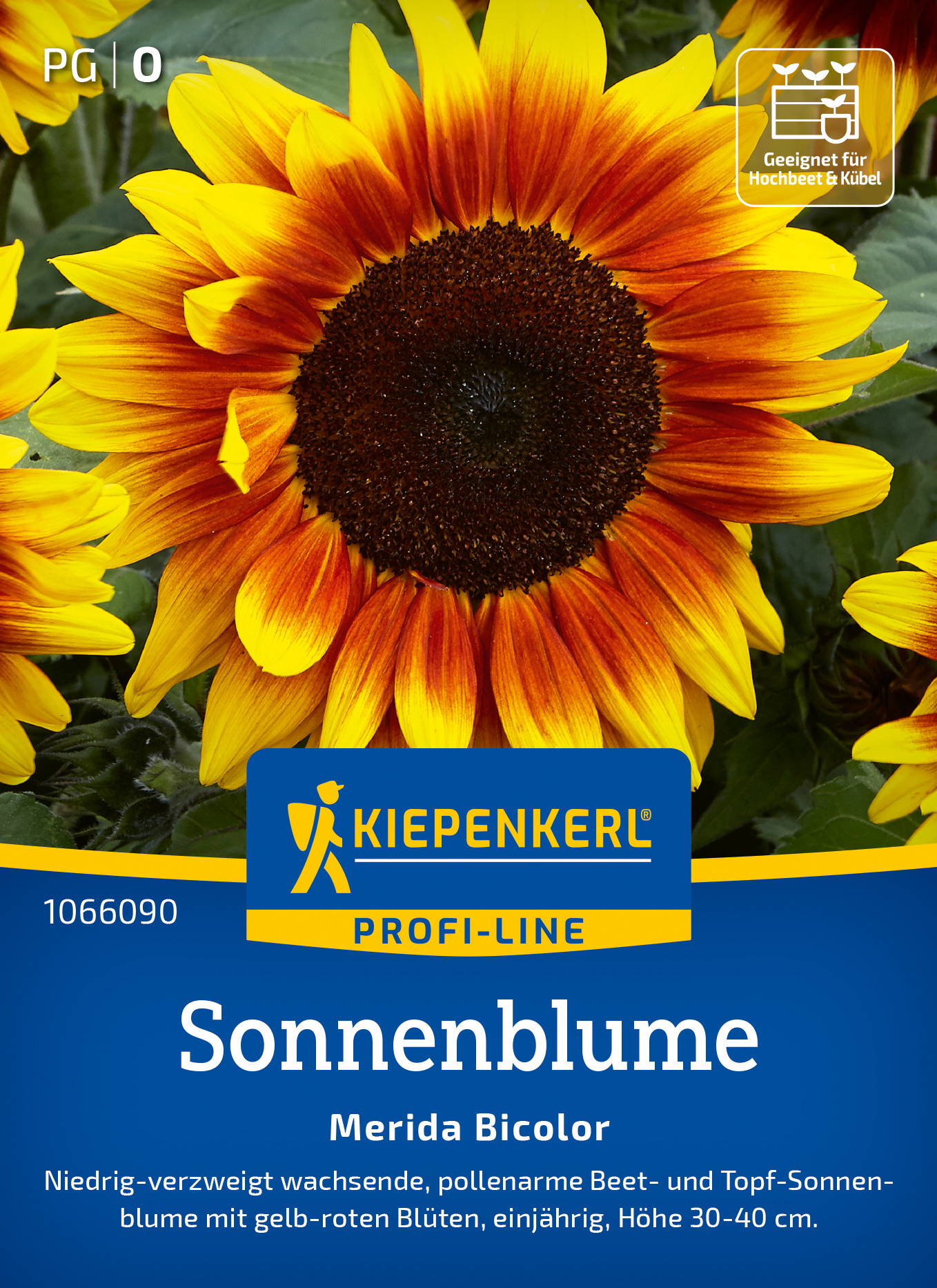 Sonnenblume Merida Bicolor, gelb-rote Blüten, 30-40 cm hoch, für Hochbeet und Topf geeignet.