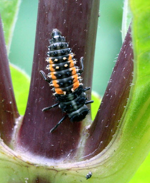 Larve an pflanzenstängel, schwarz mit orange Punkten und weißen Flecken