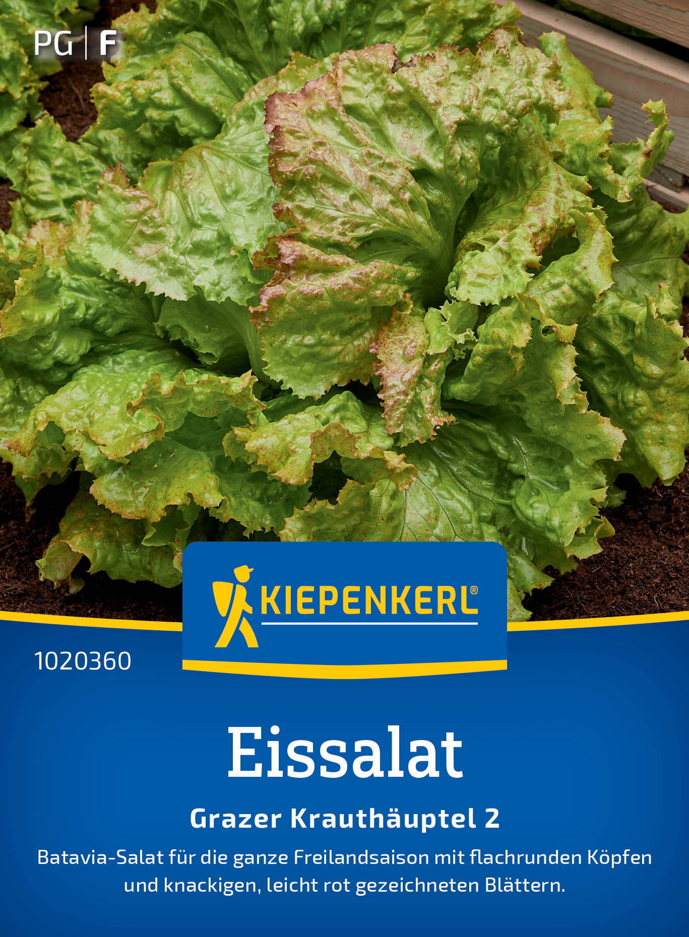 Grüner, gekräuselter Salatkopf mit rotpunktierten Blättern, wächst im Boden neben einem Holzrand.