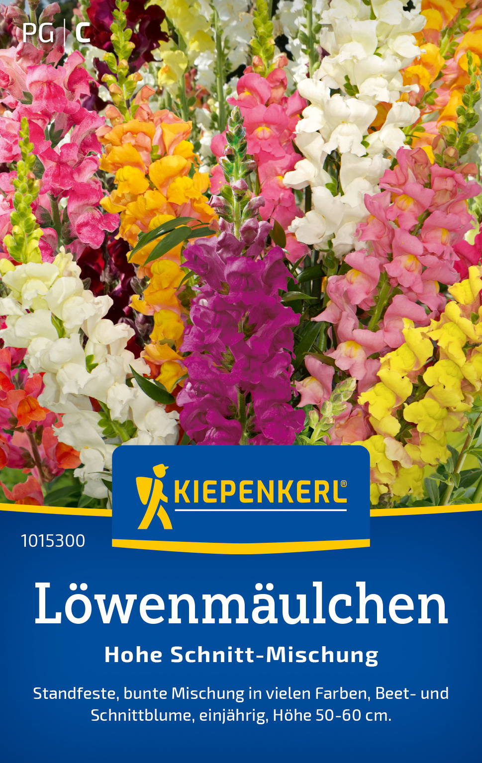 Bunte Löwenmäulchen in verschiedenen Farben, Hochschnitt-Mischung, mehrjährig, Höhe 50-60 cm.