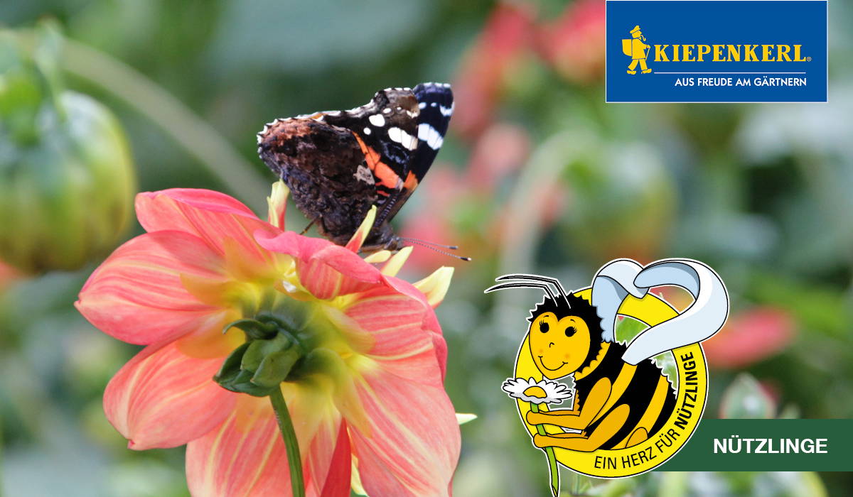 Schmetterling auf pinker Blume, Logo der Nützlinge mit Biene, grüner Hintergrund.