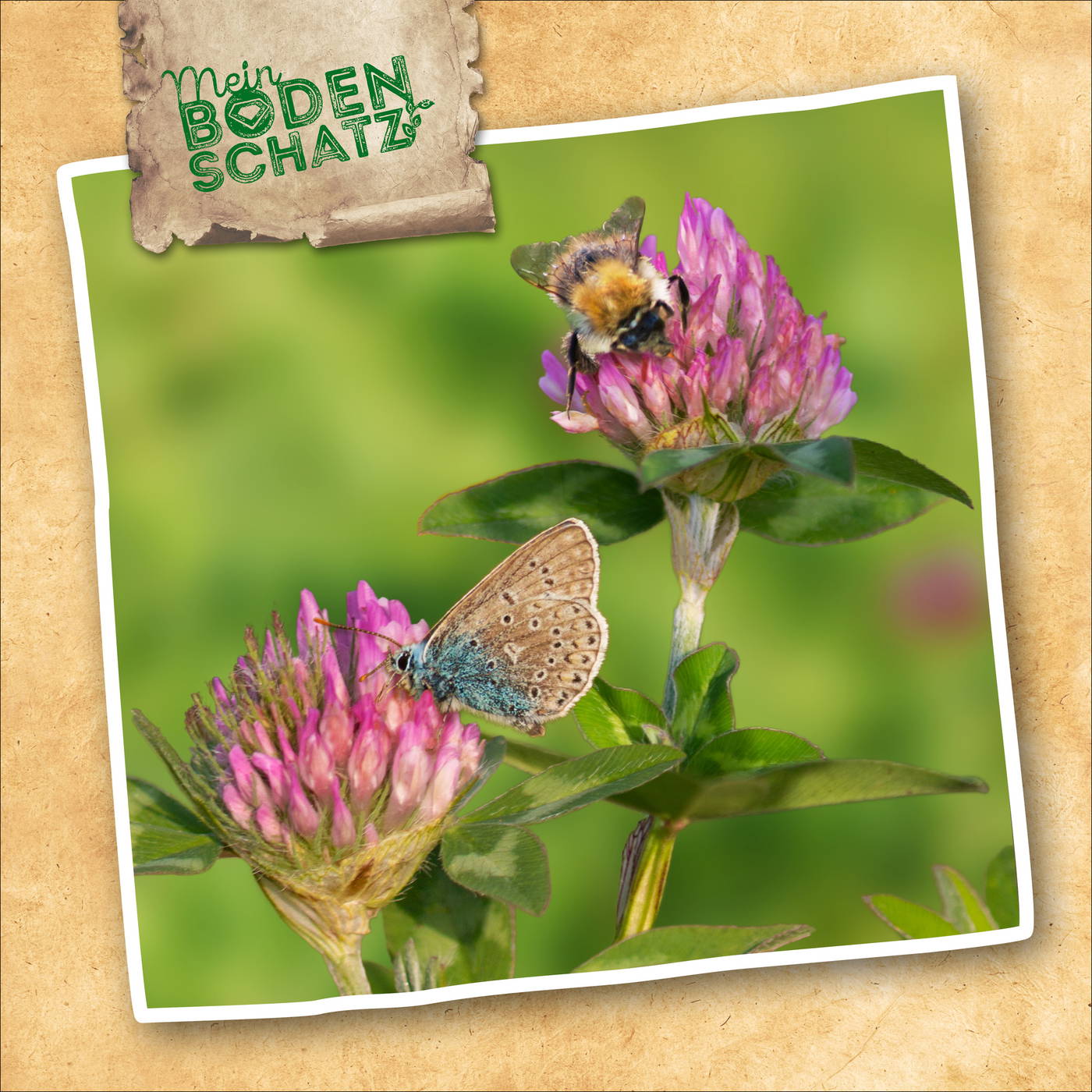 Biene und Schmetterling auf pinken Blüten, grünes Laub, unscharfer grüner Hintergrund.