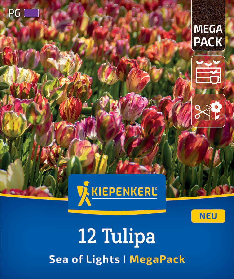 Bunte Tulpen in einem Blumenfeld, Verpackung mit Kiepenkerl und Infos zu 12 Tulipa, Meer der Lichter, MegaPack.