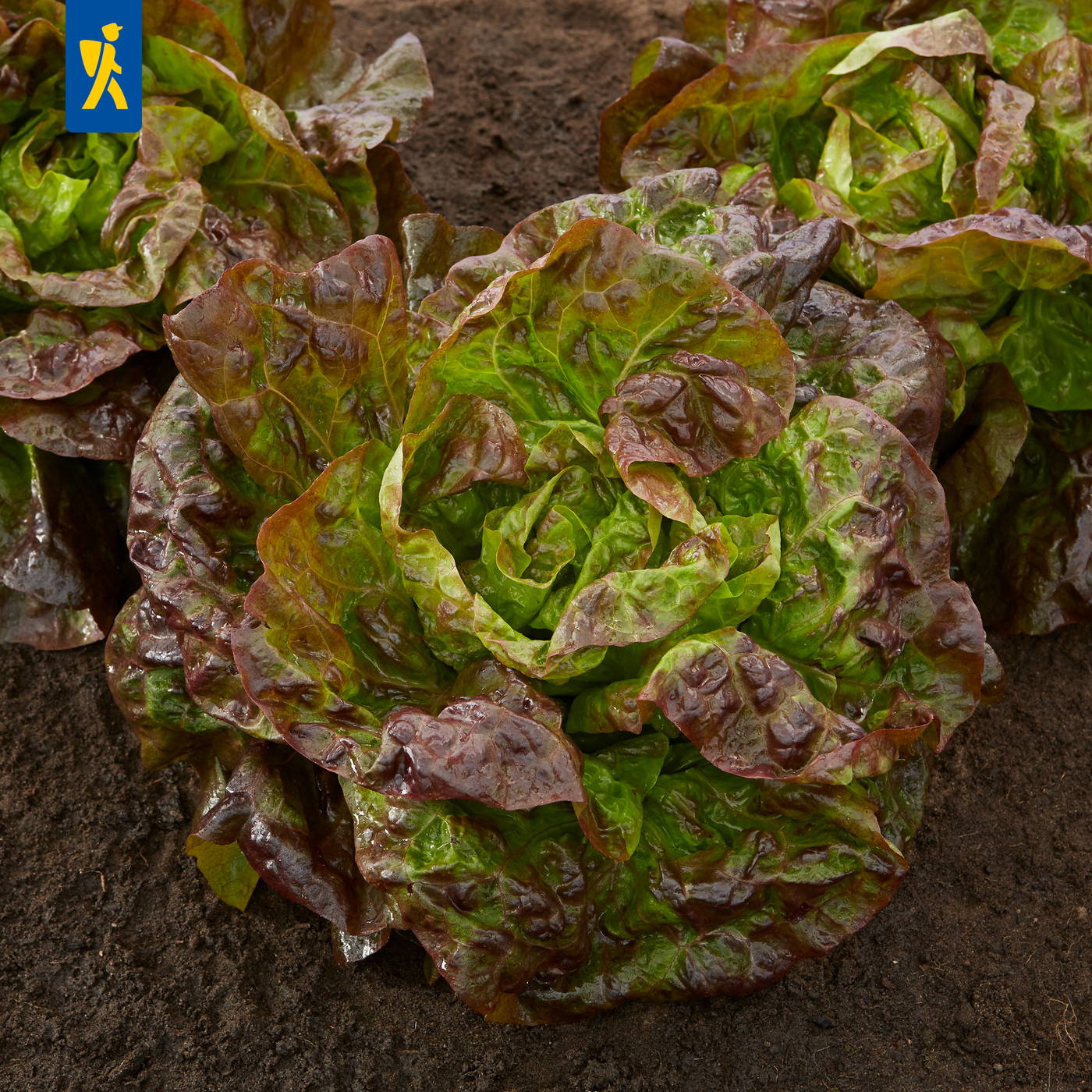 Grüner und roter Blattsalat wächst in dunkler Erde auf einem Feld.