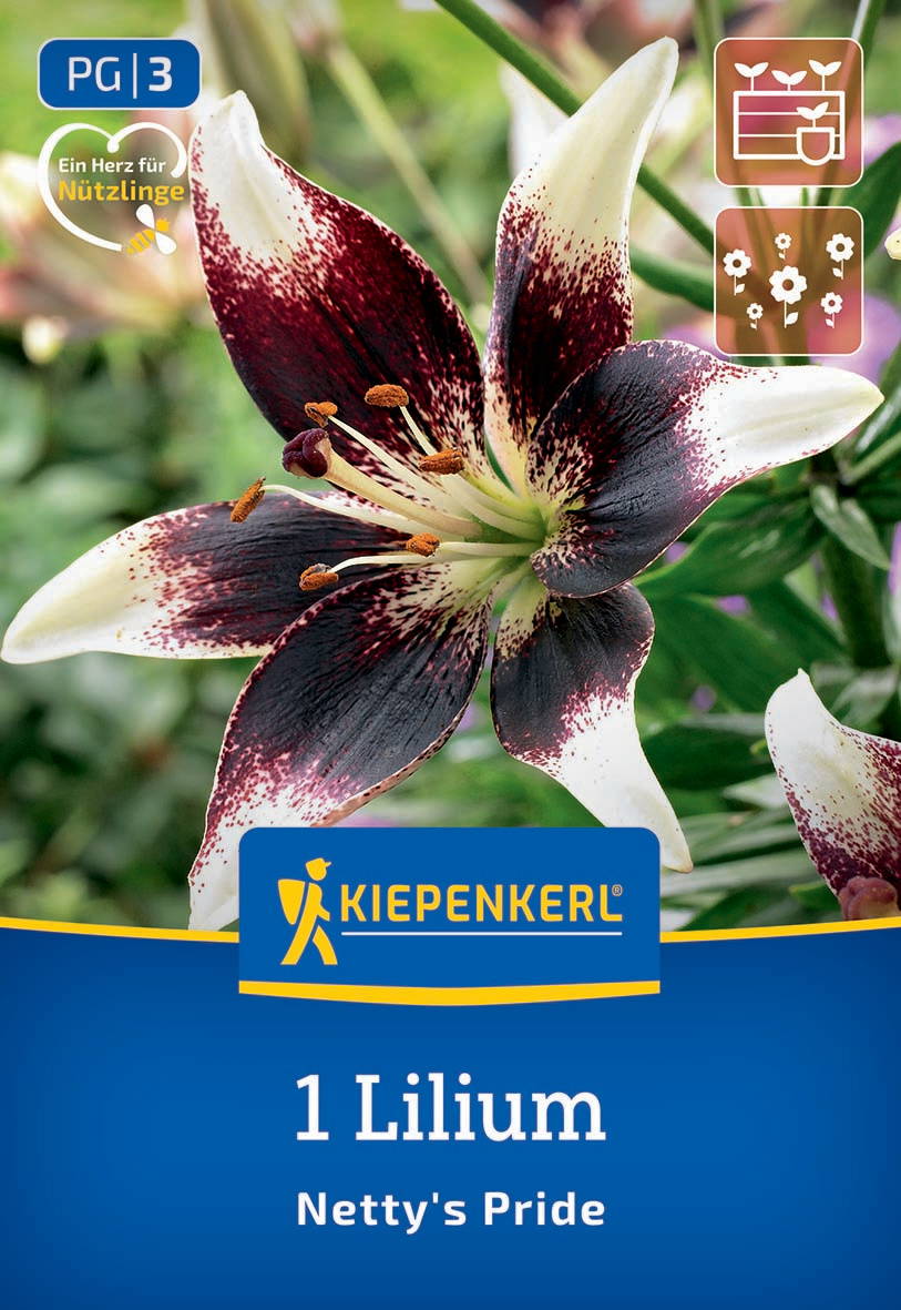 Blumenfoto einer Liliensorte mit weißen und dunkelroten bis schwarzen Blüten, grüner Hintergrund.