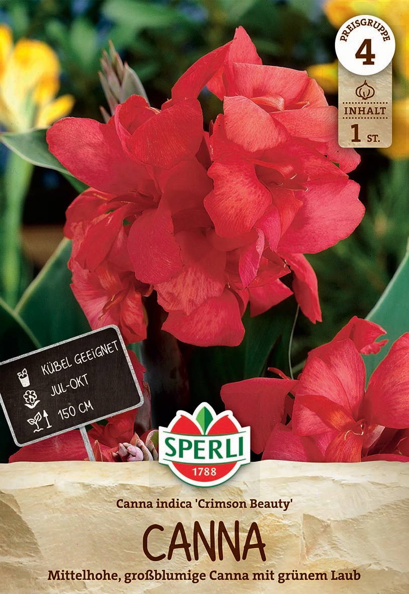 Große, rotschimsige Canna-Blume mit grünen Blättern vor verschwommenem Grün und Gelb im Hintergrund.