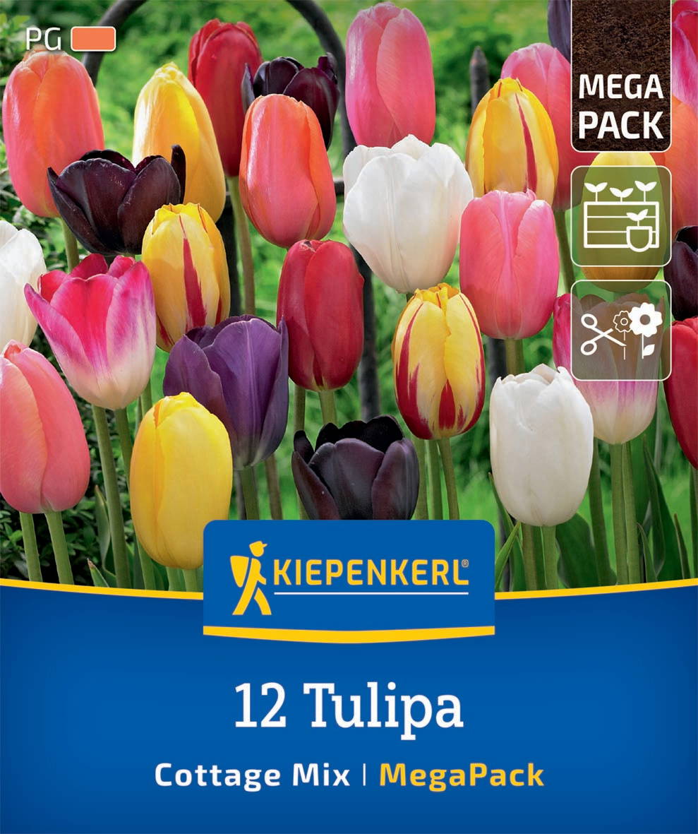 Verschiedene bunte Tulpen vor grünem Hintergrund auf der Samenpackung.