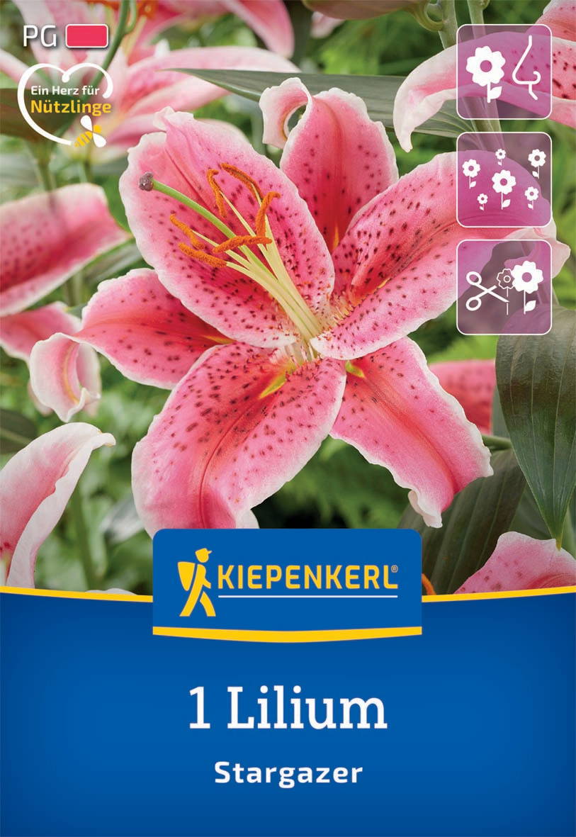Pink lilienschöner Blüte mit grünen Blättern im Hintergrund, Verpackung mit Kiepenkerl-Logo und Bezeichnung.