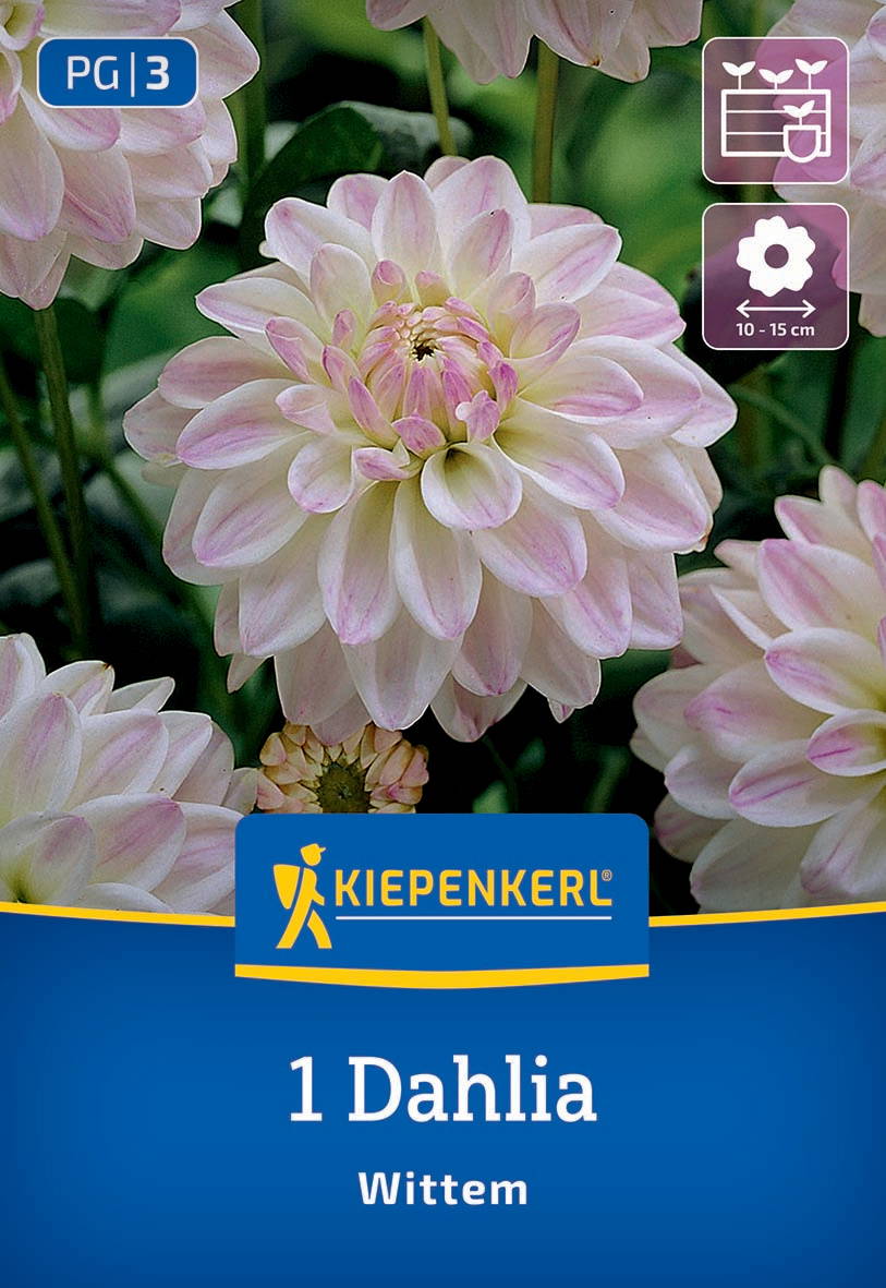 Nahaufnahme einer hellrosa weißen Dahlie mit vielen Blütenblättern vor grünem Blätterhintergrund.