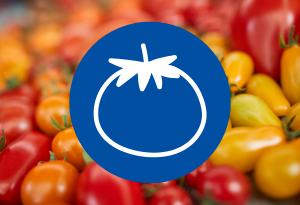 Ein blauer Kreis mit dem Symbol einer Tomate befindet sich auf einem Hintergrund mit einer Vielfalt von Pflaumentomaten in rot, orange und gelb