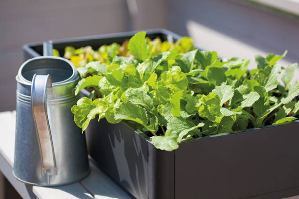 Buchs mit grünen Salatblättern auf einem Balkon, daneben ein Wasserkrug.