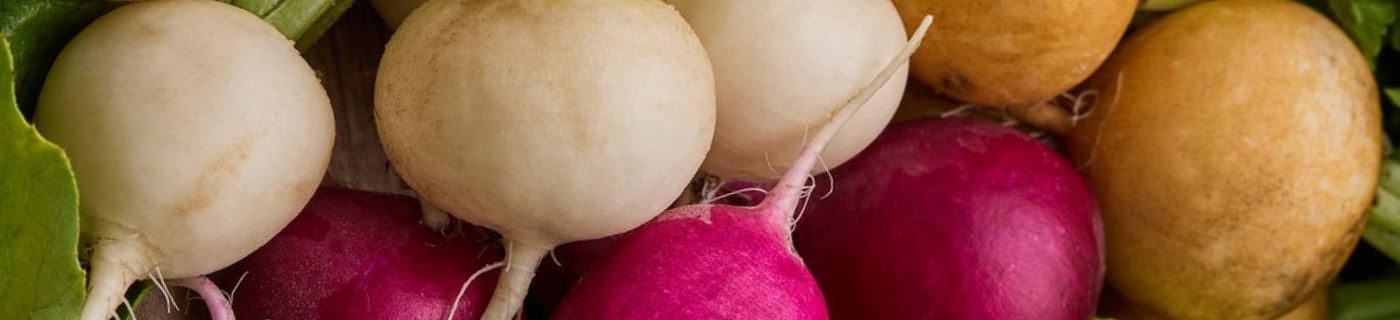 Kugelrunde weiße, gelbe, orange und pink Radieschen liegen auf einem Gartentisch.