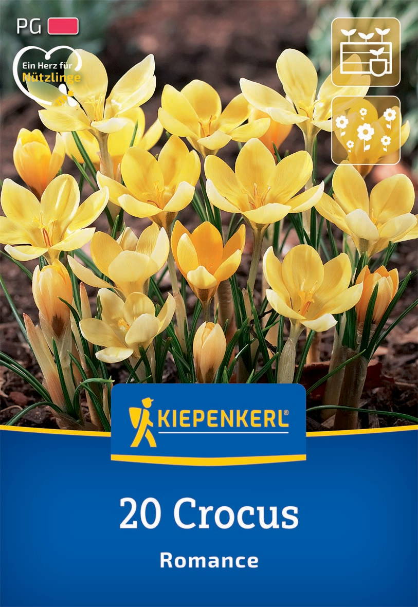 Wildkrokus Romance