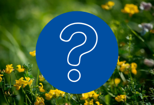 Ein blauer Kreis mit dem Symbol eines Fragezeichens befindet sich auf einem Hintergrund mit Wildackerpflanzen mit grünen Stielen und gelben Blüten.