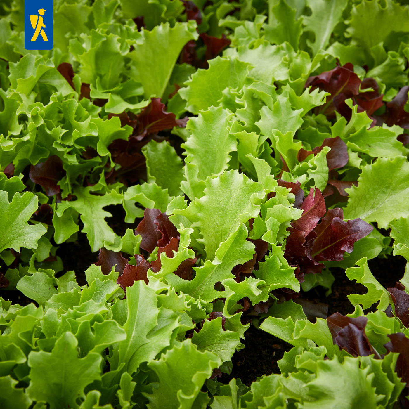 Grüner und roter Blattsalat im Boden.