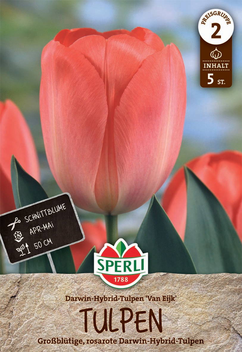 Rosafarbene Darwin-Hybrid Tulpen mit grünen Blättern, im Hintergrund blau-grüner Himmel.