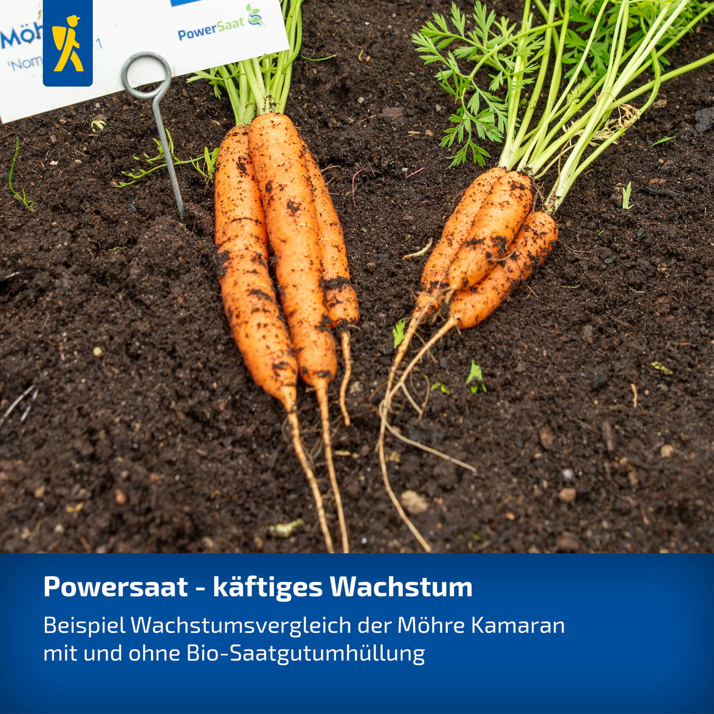 Möhrenpflanzen im Boden neben einem Saatgutpaket, das Möhren zeigt, mit Erde und grünen Blättern.