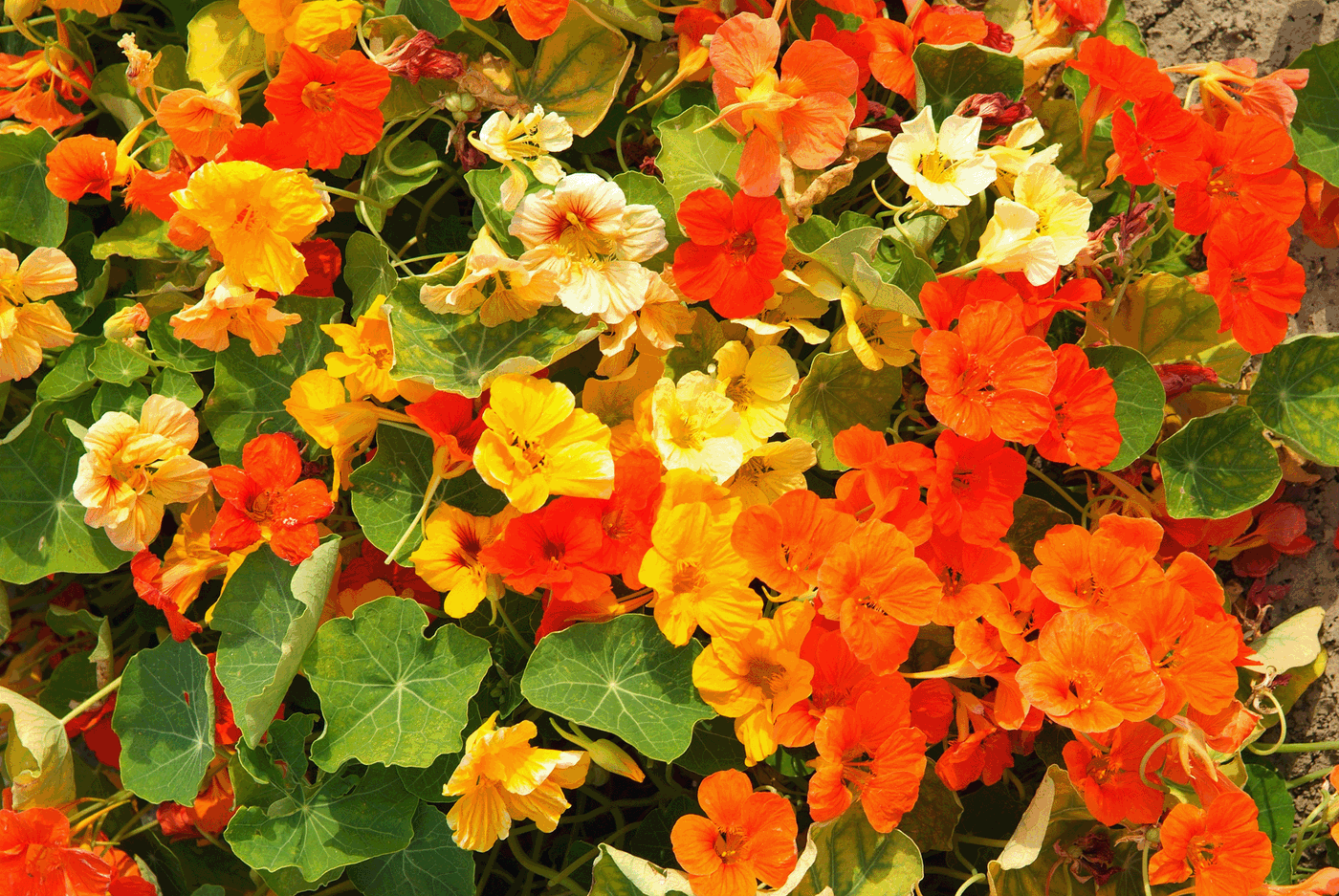 Bunte Blüten und grüne Blätter, hauptsächlich in orange und gelb, im Blumenbeet.