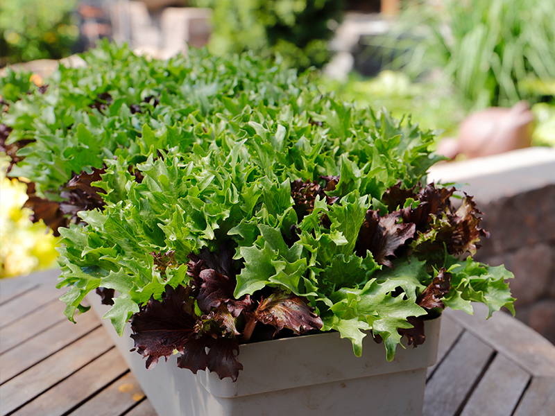 Kräuterpflanzen in weißem Topf auf Holztisch im Garten