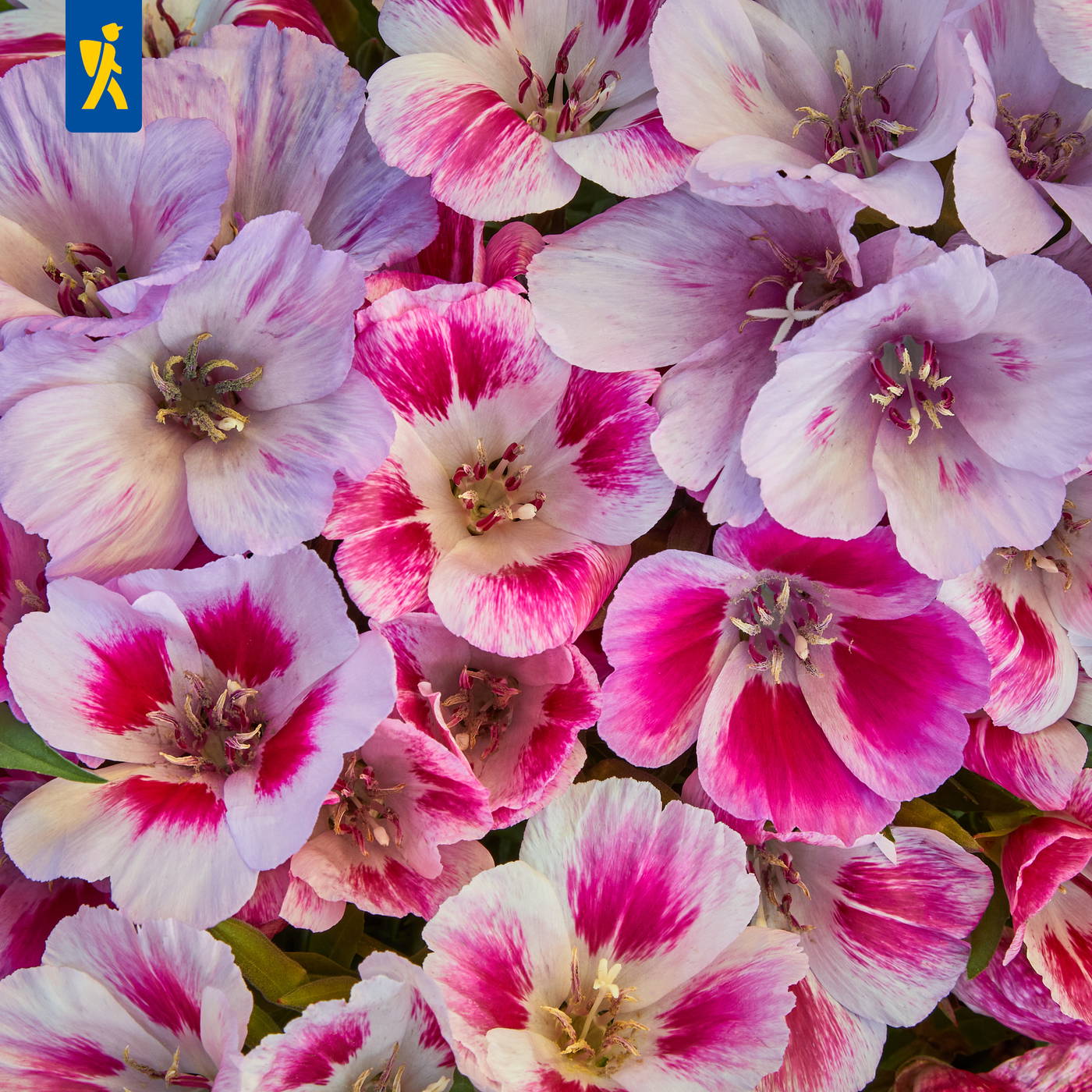 Bunte Glockenblumen mit weißen, rosa und magentafarbenen Blüten und gelben Staubblättern.
